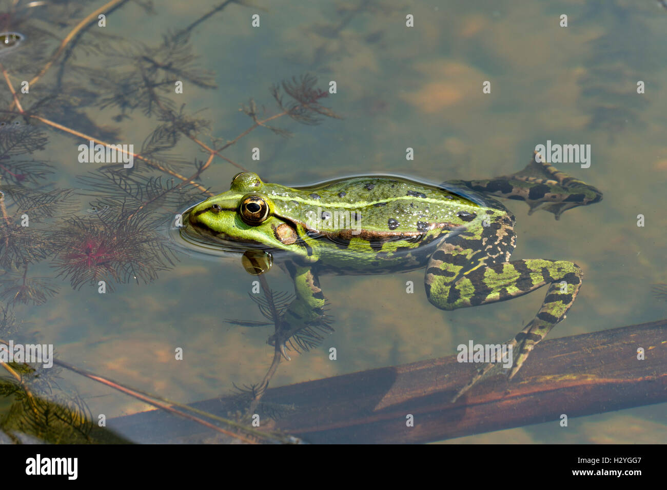 Essbare Frosch (Rana Esculenta), Wasser, Burgenland, Österreich Stockfoto