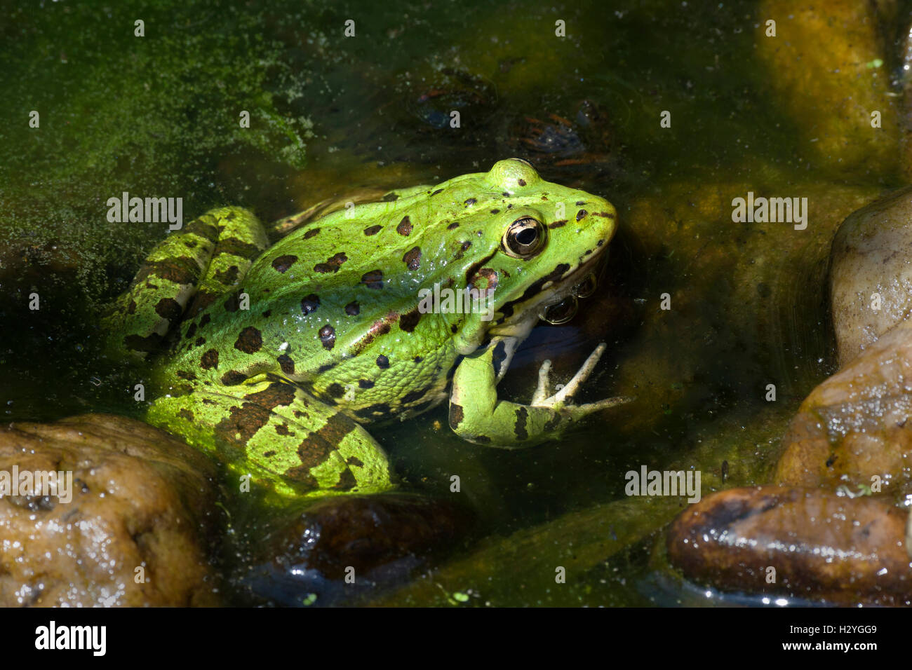 Die essbaren Frosch (Rana Esculenta), Wasser, Burgenland, Österreich Stockfoto
