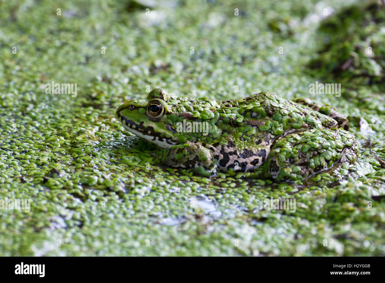 Die essbaren Frosch (Rana Esculenta) Wasserlinsen, Wasser, Burgenland, Österreich Stockfoto