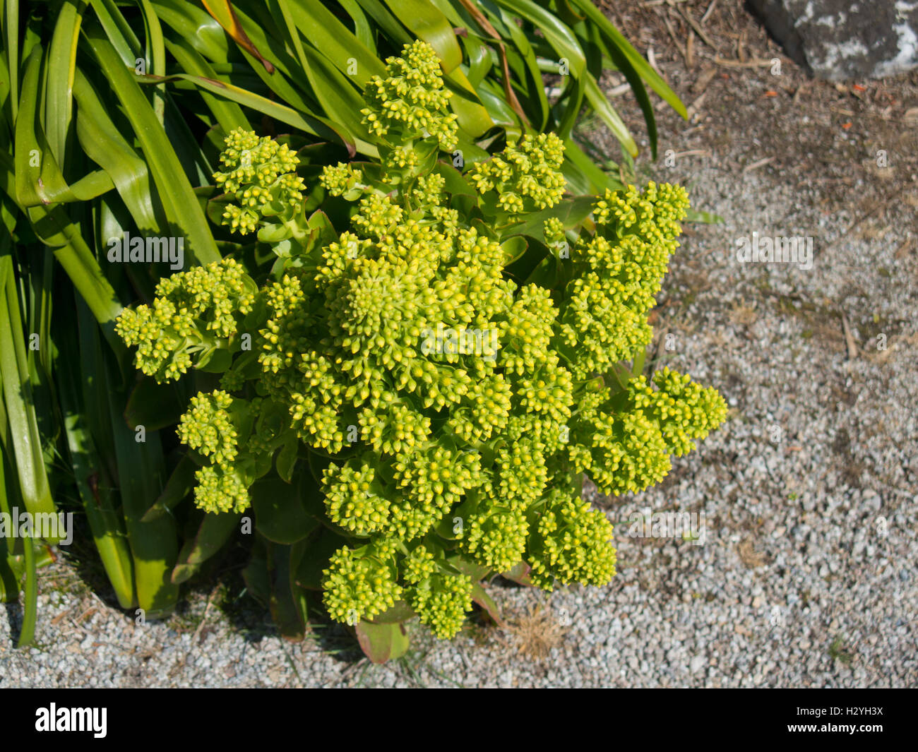 Wilde Aeonium (Baum Hauswurz) in den Klostergarten auf der Insel Tresco in die Isles of Scilly, England, Vereinigtes Königreich Stockfoto