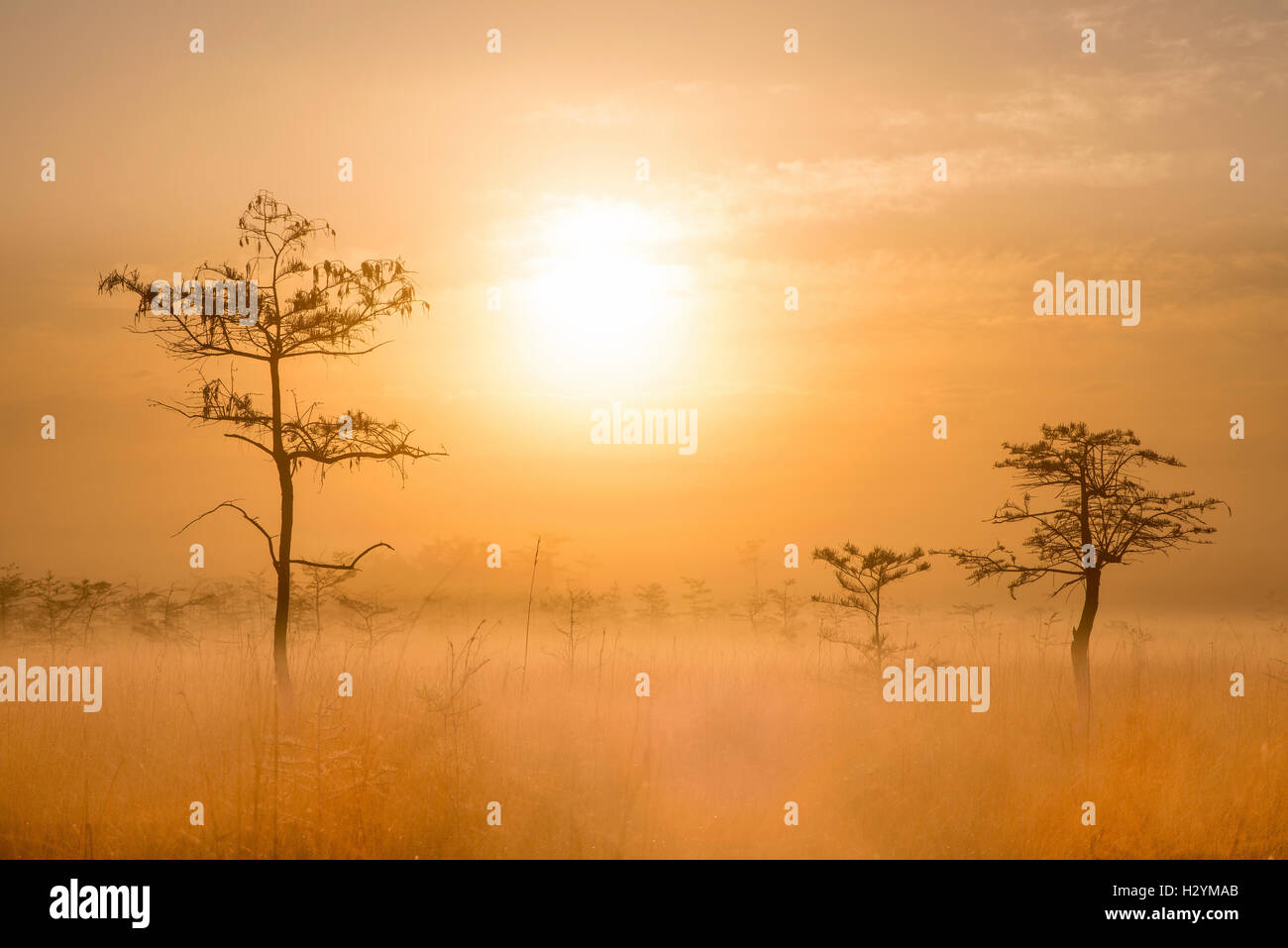 Sonnenaufgang und Zwerg Zypresse (Taxodium Distichum), Sawgrass Grasland, Nebel, Everglades-Nationalpark, Florida USA Stockfoto