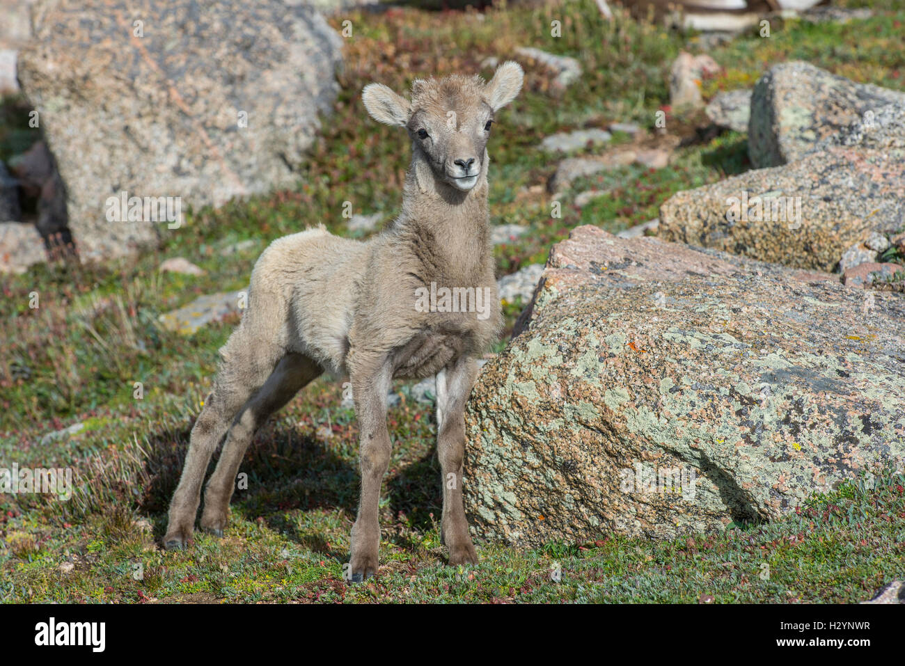 Bighorn Schafe Lamm (Ovis Canadensis) Rocky Mountain National Park, Colorado USA Stockfoto