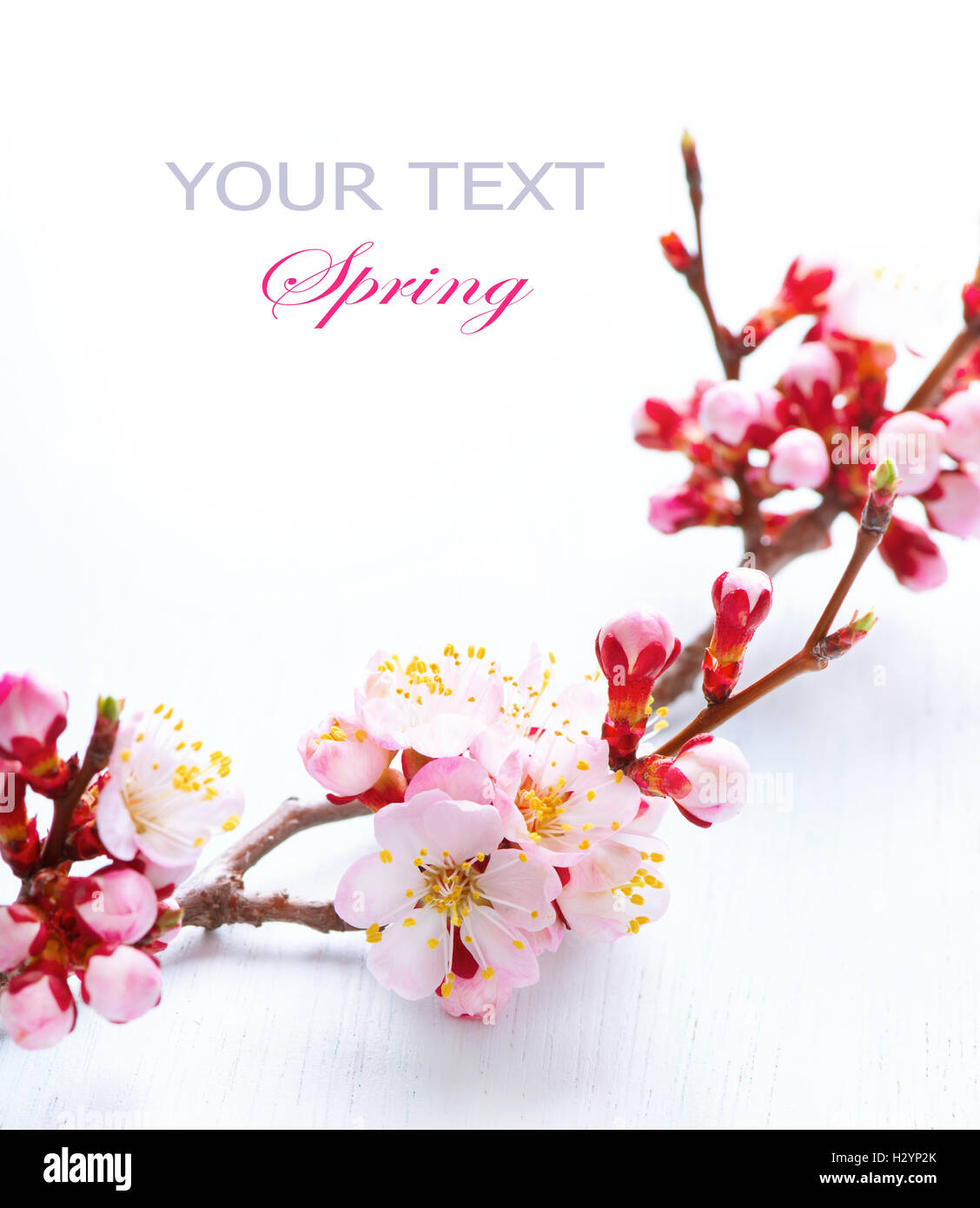 Spring Blossom. Apricot Blumen säumen Kunst Design Stockfoto