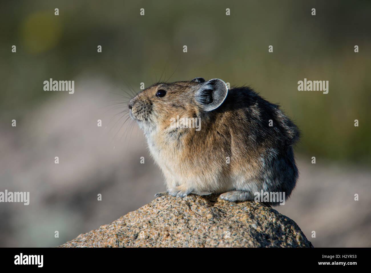 Amerikanische Pika, Pica, (Ochotona Princeps) thront auf Rock, alpine Zone, Rocky Mountains USA von Bruce Montagne / Dembinsky Foto A Stockfoto