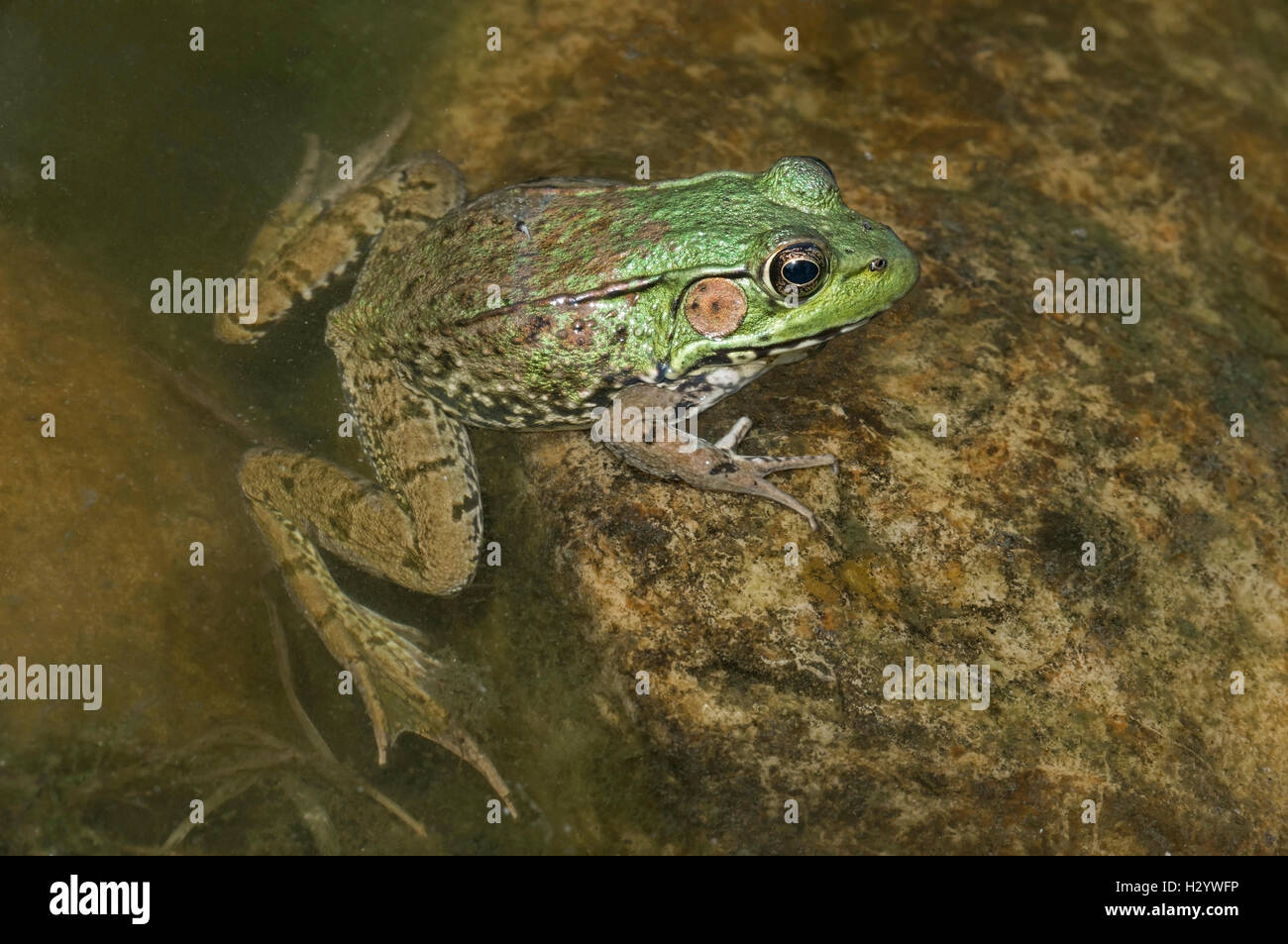 Grüner Frosch (Rana Clamitans), Teich, E USA von Skip Moody / Dembinsky Foto Associates Stockfoto