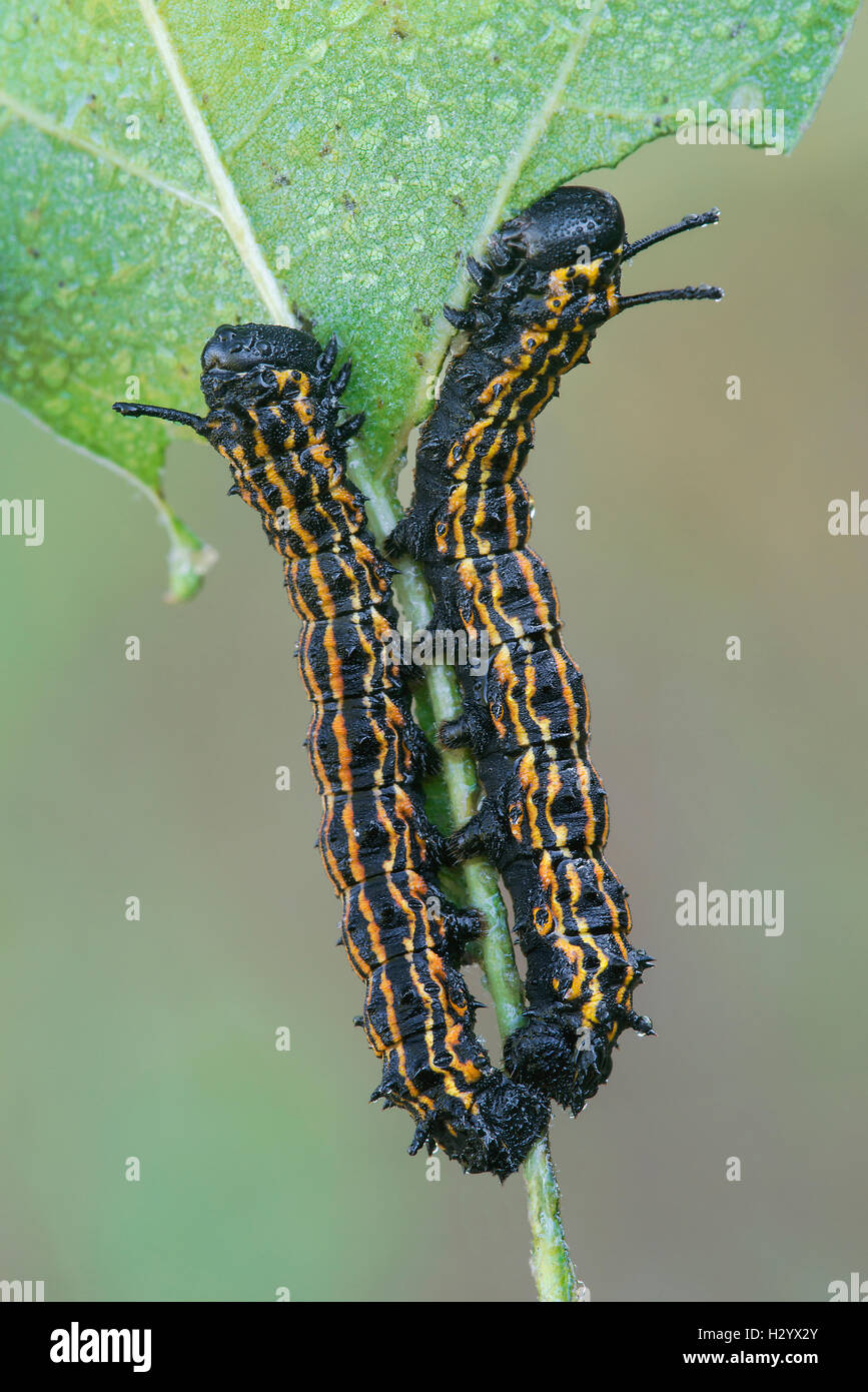 Orange gestreift Eiche Würmer (Anisota Senatoria) Fütterung auf Eichenblatt (Quercus Sps) Osten der Vereinigten Staaten Stockfoto