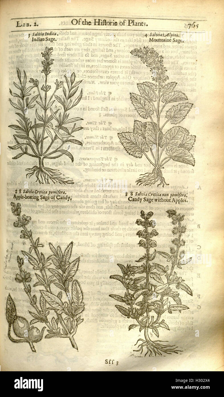 Herball oder allgemeine Historie des Plantes (Seite 765) BHL84 Stockfoto