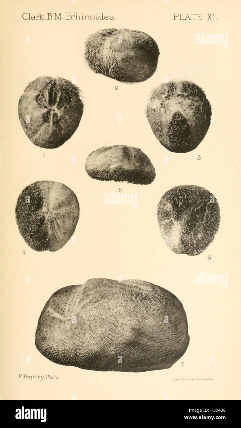 Dieser Katalog enthält eine detaillierte Liste und Beschreibung der jüngsten Seeigel-Arten in der Sammlung des British Museum, wobei der Schwerpunkt auf der Echinoidea-Klasse liegt. Stockfoto