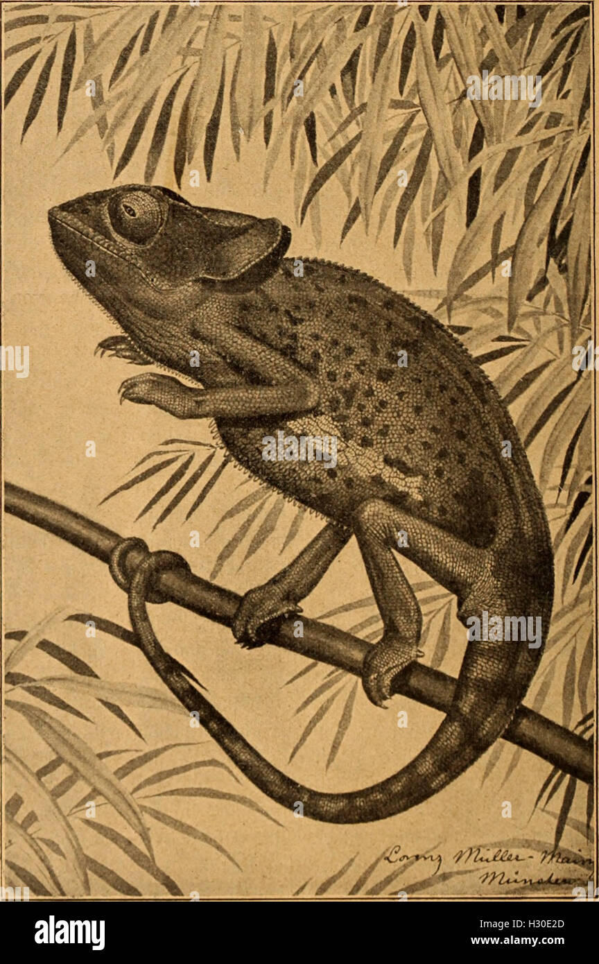 Blätter Für Aquarien Und Terrarien-Kunde (1902) (2019981 Stockfoto