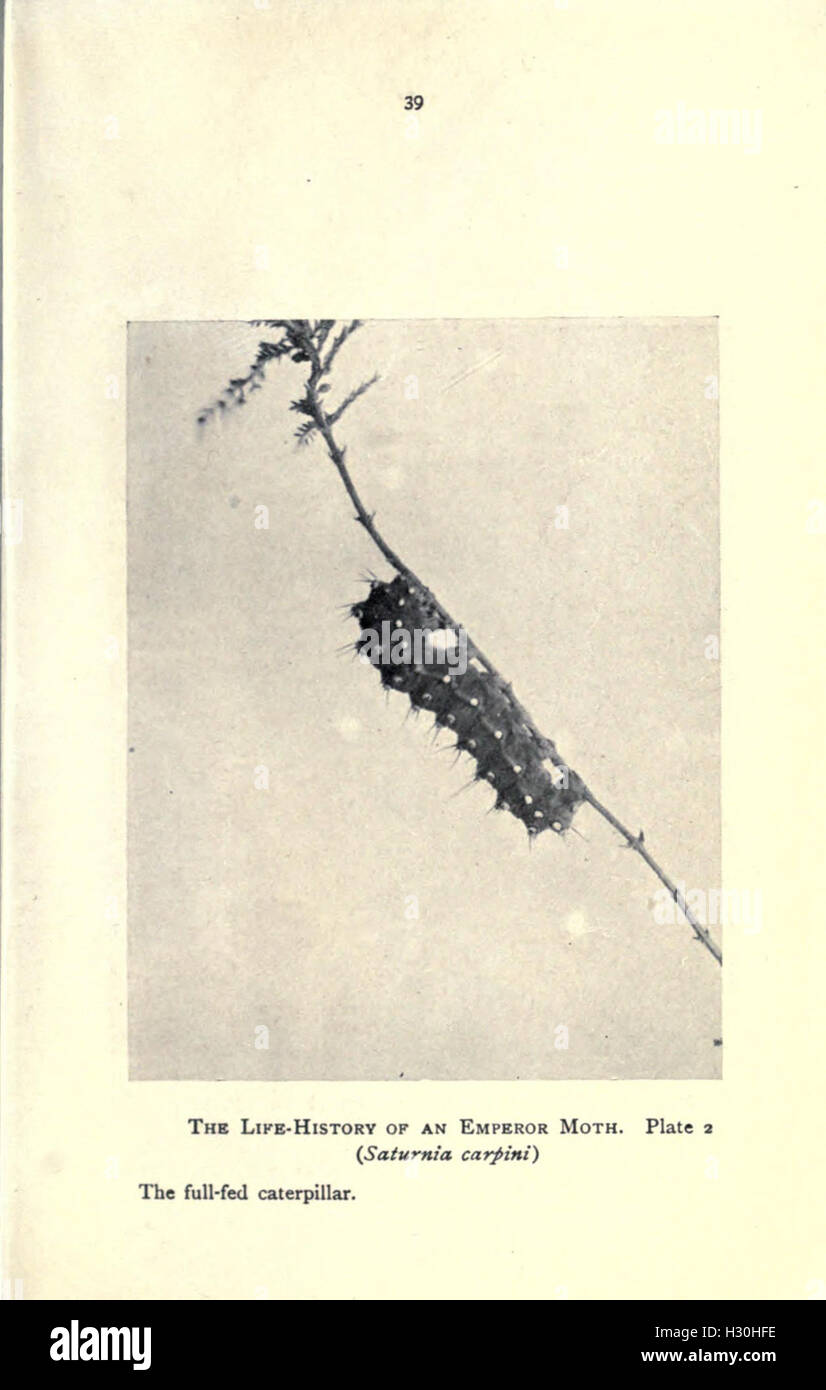 Dieses Buch konzentriert sich auf die Schmetterlinge und Falter, die in Wohngebieten gefunden werden, und bietet Tipps zur Identifizierung, Beschreibungen und Anleitungen zur Anziehung und Beobachtung dieser Insekten in häuslichen Gärten und lokalen Umgebungen. Stockfoto