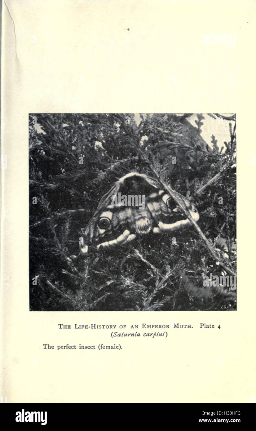 Dieser Leitfaden untersucht die Identifizierung und das Verhalten von Schmetterlingen und Falter, die häufig in häuslichen Umgebungen vorkommen. Sie bietet praktische Ratschläge zum Anlocken und Beobachten dieser Insekten in Gärten. Stockfoto