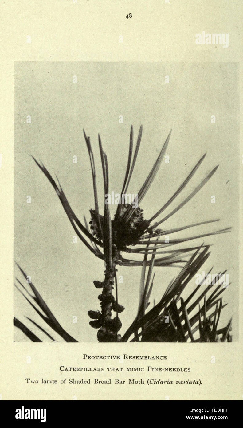 Dieses Buch bietet einen leicht zugänglichen Leitfaden zur Identifizierung und Beobachtung von Schmetterlingen und Falter in häuslichen Umgebungen. Sie enthält detaillierte Beschreibungen verschiedener Arten und ihrer Lebensräume sowie praktische Tipps für ihre Anziehung. Stockfoto