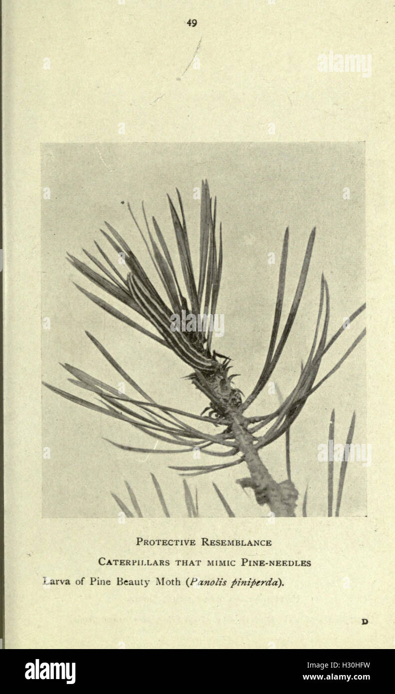 Diese Seite von „Schmetterlinge und Falter zu Hause“ enthält Informationen zum Anziehen und Beobachten von Schmetterlingen und Falter in häuslichen Umgebungen und bietet Tipps zur Schaffung geeigneter Umgebungen. Stockfoto