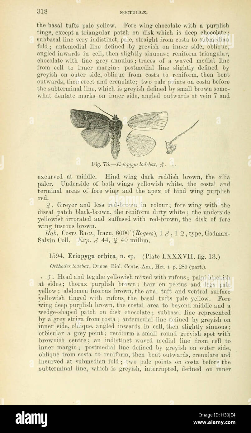 Dieser Katalog aus dem British Museum enthält detaillierte