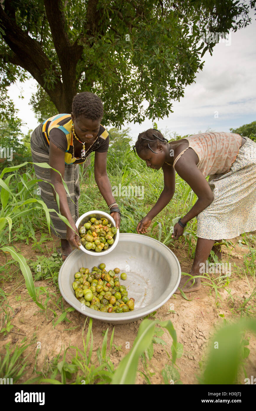 Frauen sammeln gefallener Shea Frucht, die Mutter aus dem zur Herstellung von Shea-Butter und Öl, in Burkina Faso Afrika verwendet wird. Stockfoto