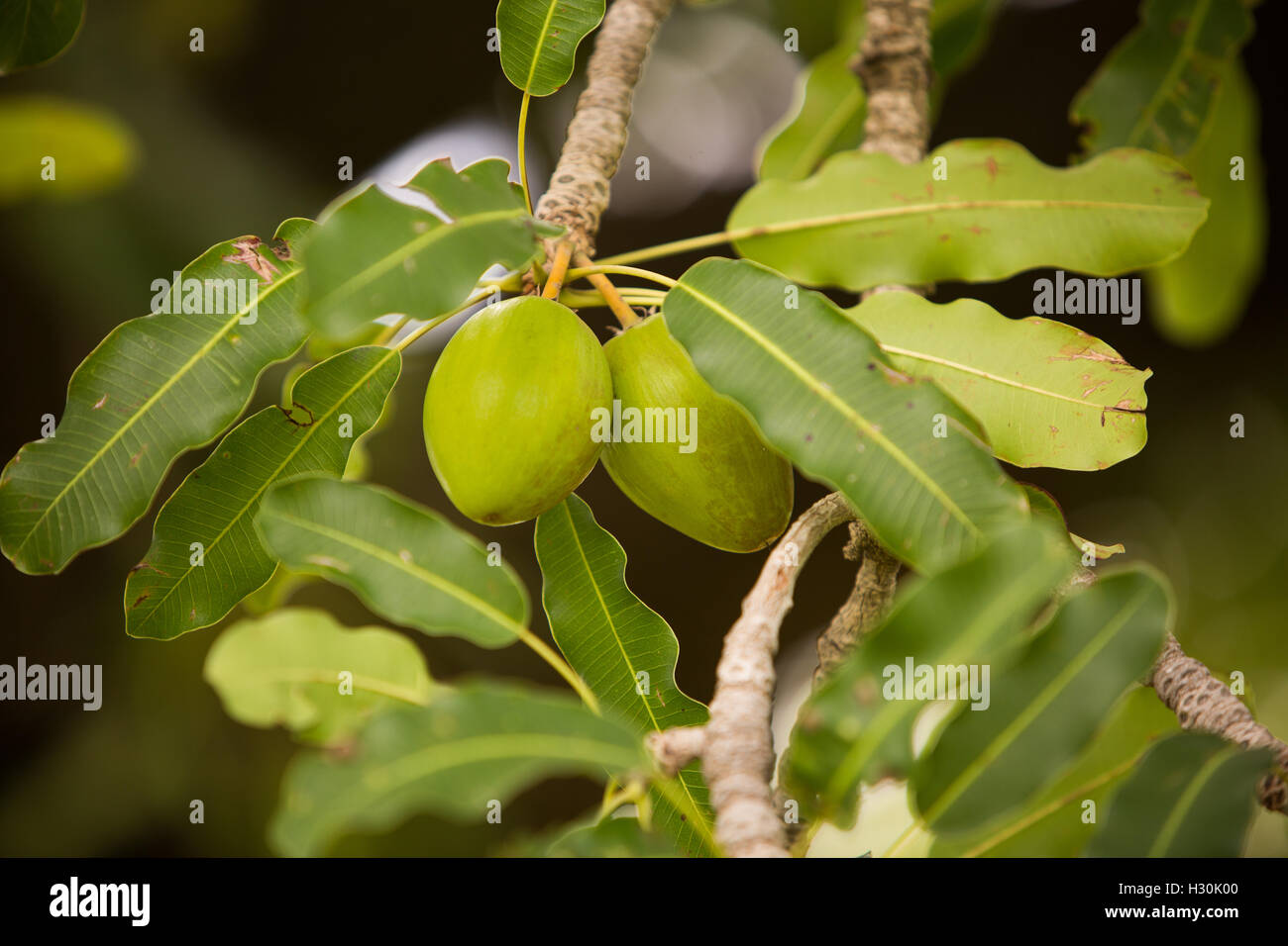 Shea-Frucht, die Mutter von dem für die Herstellung von Shea-Butter und Öl verwendet wird, wächst an einem Baum in Burkina Faso, Westafrika. Stockfoto