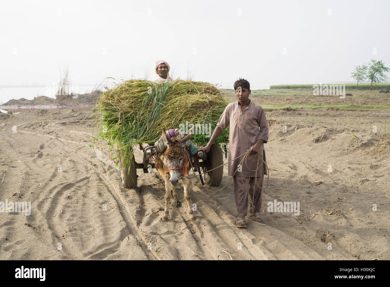Zwei Männer mit Esel in das Land vom Fluss Chenab Multan Pakistan arbeiten Stockfoto