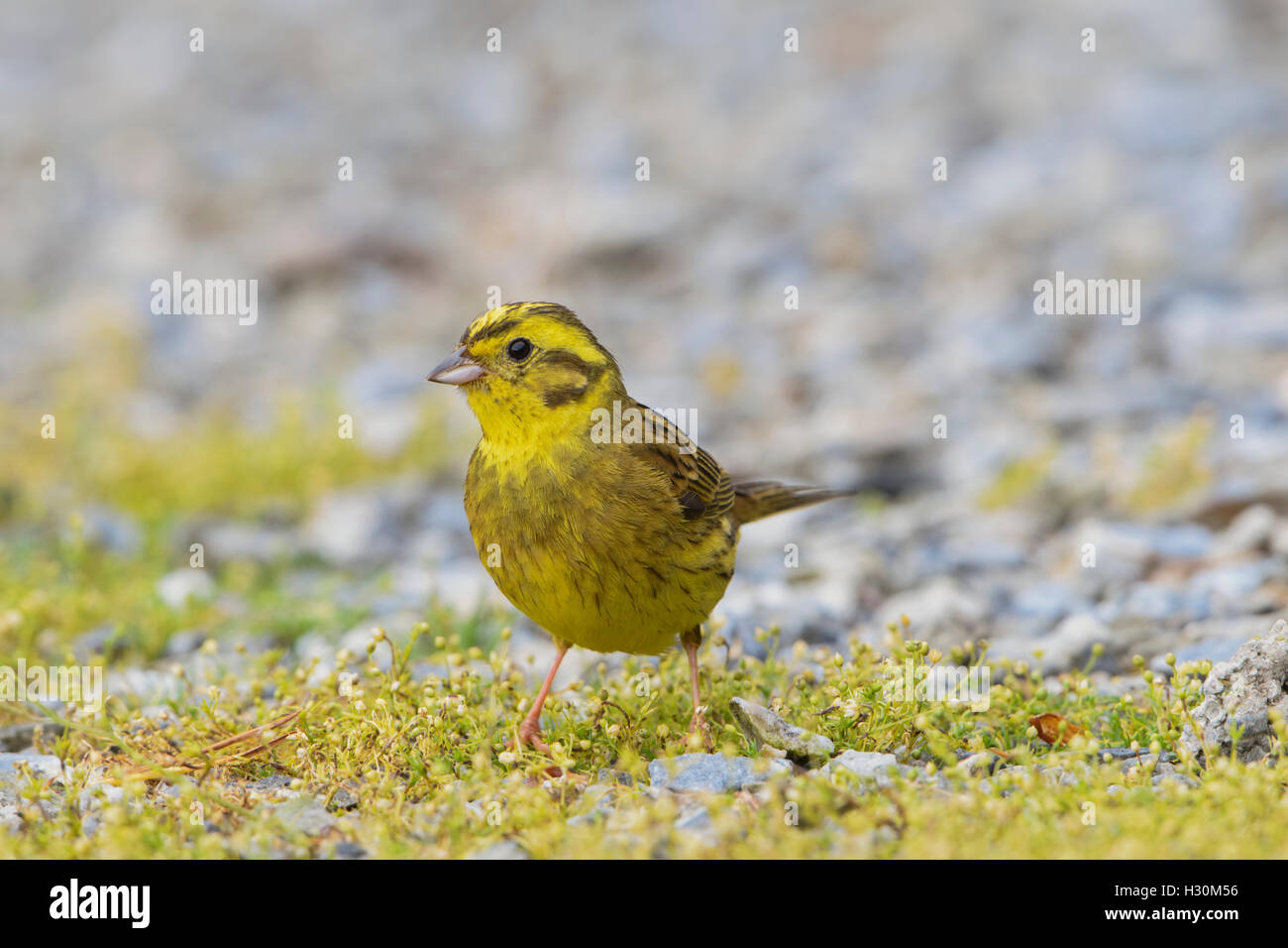 Einen männlichen Goldammer (Emberiza Citrinella) ernährt sich von Boden, Ardnamurchan Halbinsel, Schottland, Großbritannien Stockfoto