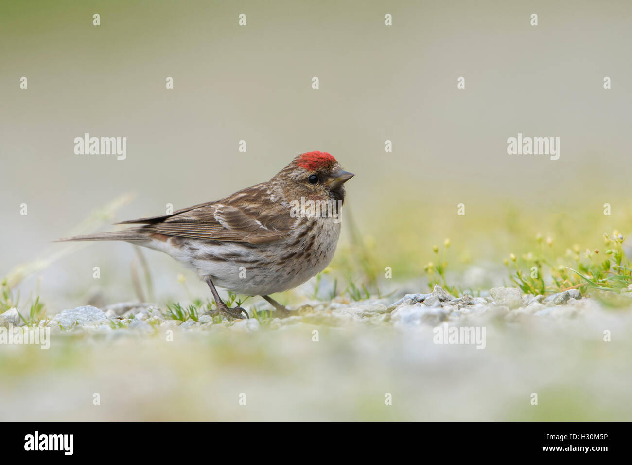 Ein geringerer Redpoll (Zuchtjahr Cabaret) findet Nahrung am Boden, Ardnamurchan Halbinsel, Schottland, Großbritannien Stockfoto