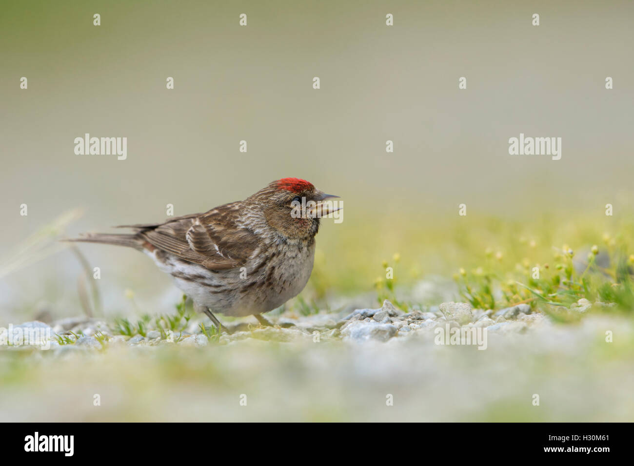 Ein geringerer Redpoll (Zuchtjahr Cabaret) findet Nahrung am Boden, Ardnamurchan Halbinsel, Schottland, Großbritannien Stockfoto