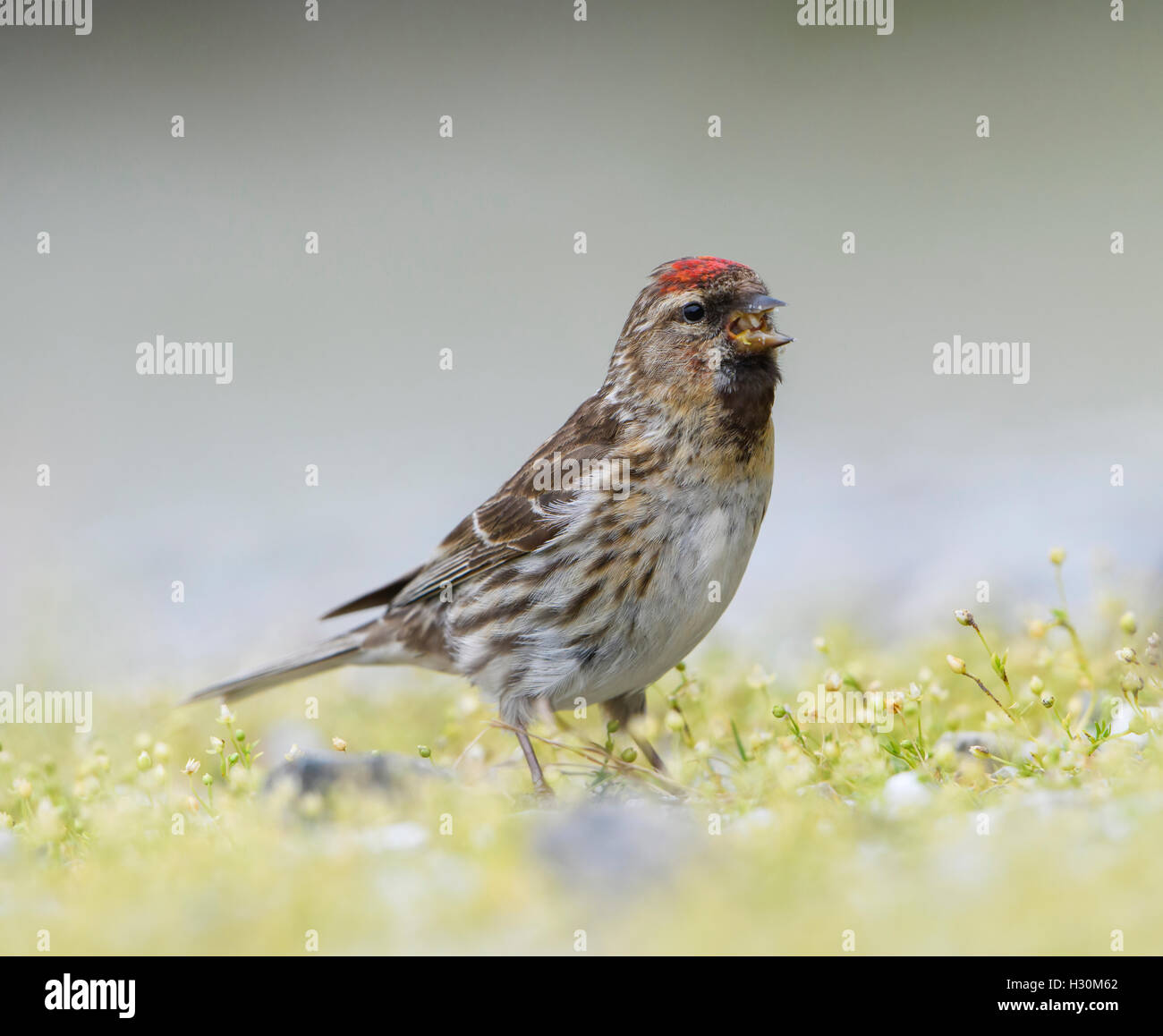 Ein geringerer Redpoll (Zuchtjahr Cabaret) findet Nahrung am Boden, Ardnamurchan Halbinsel, Schottland, Großbritannien Stockfoto