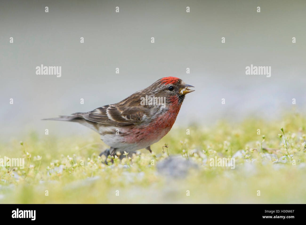 Ein geringerer Redpoll (Zuchtjahr Cabaret) findet Nahrung am Boden, Ardnamurchan Halbinsel, Schottland, Großbritannien Stockfoto