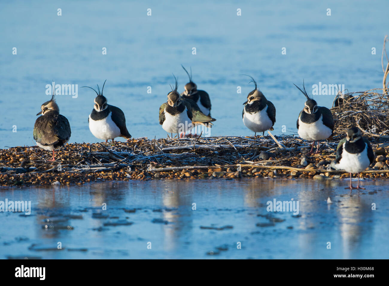 Eine kleine Herde von Kiebitze (Vanellus Vanellus) Schlafplatz auf frostigen Insel im Winter, Naturschutzgebiet Roggen Hafen, East Sussex, UK Stockfoto