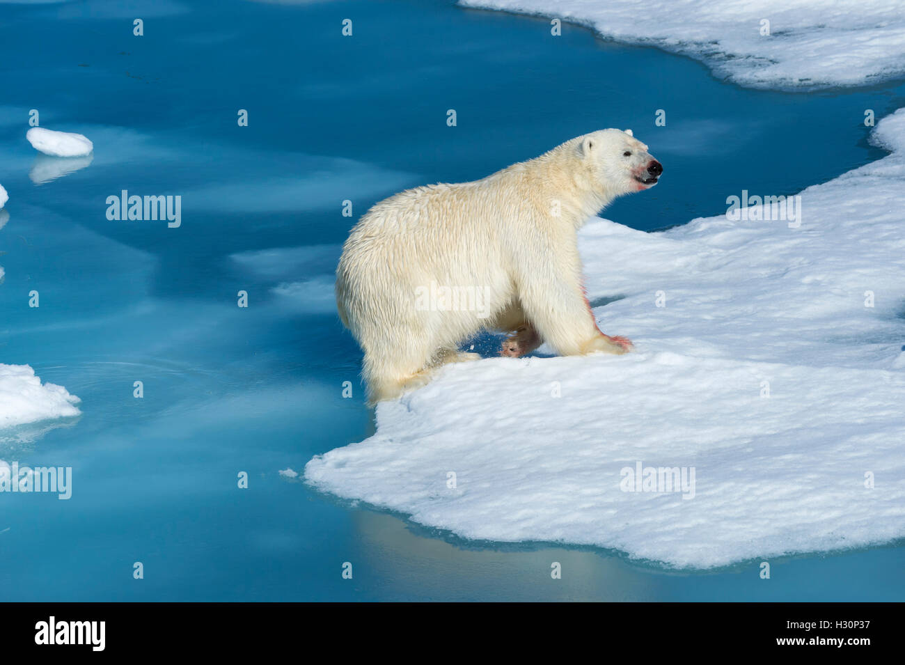 Männlichen Eisbären (Ursus Maritimus) mit Blut auf seine Nase und sein Bein springen über Eisschollen und blaues Wasser, Spitzbergen Insel Stockfoto