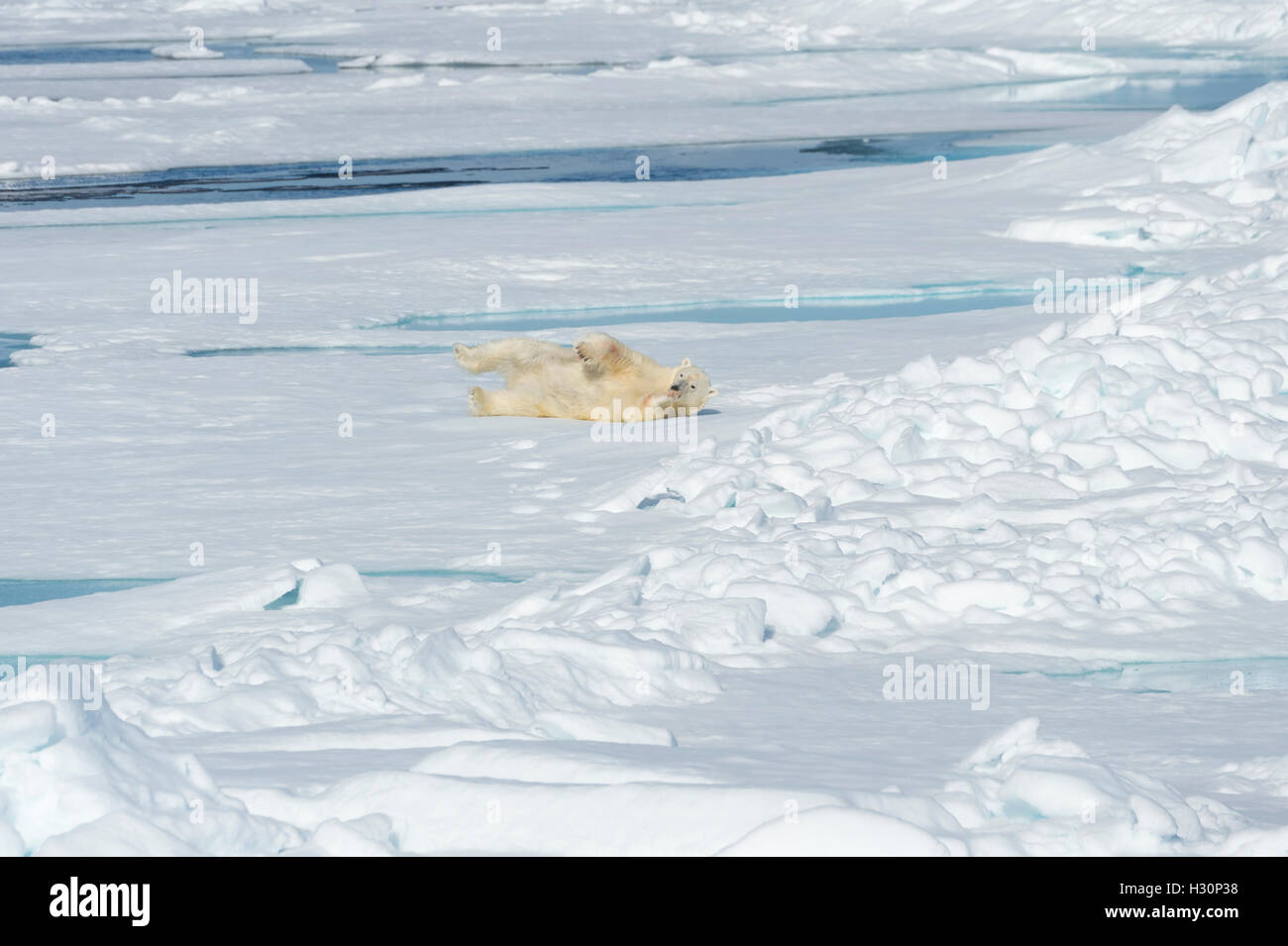 Männlichen Eisbären (Ursus Maritimus) ruhen und stretching auf Packeis, Spitzbergen, Island, Spitzbergen, Norwegen Stockfoto