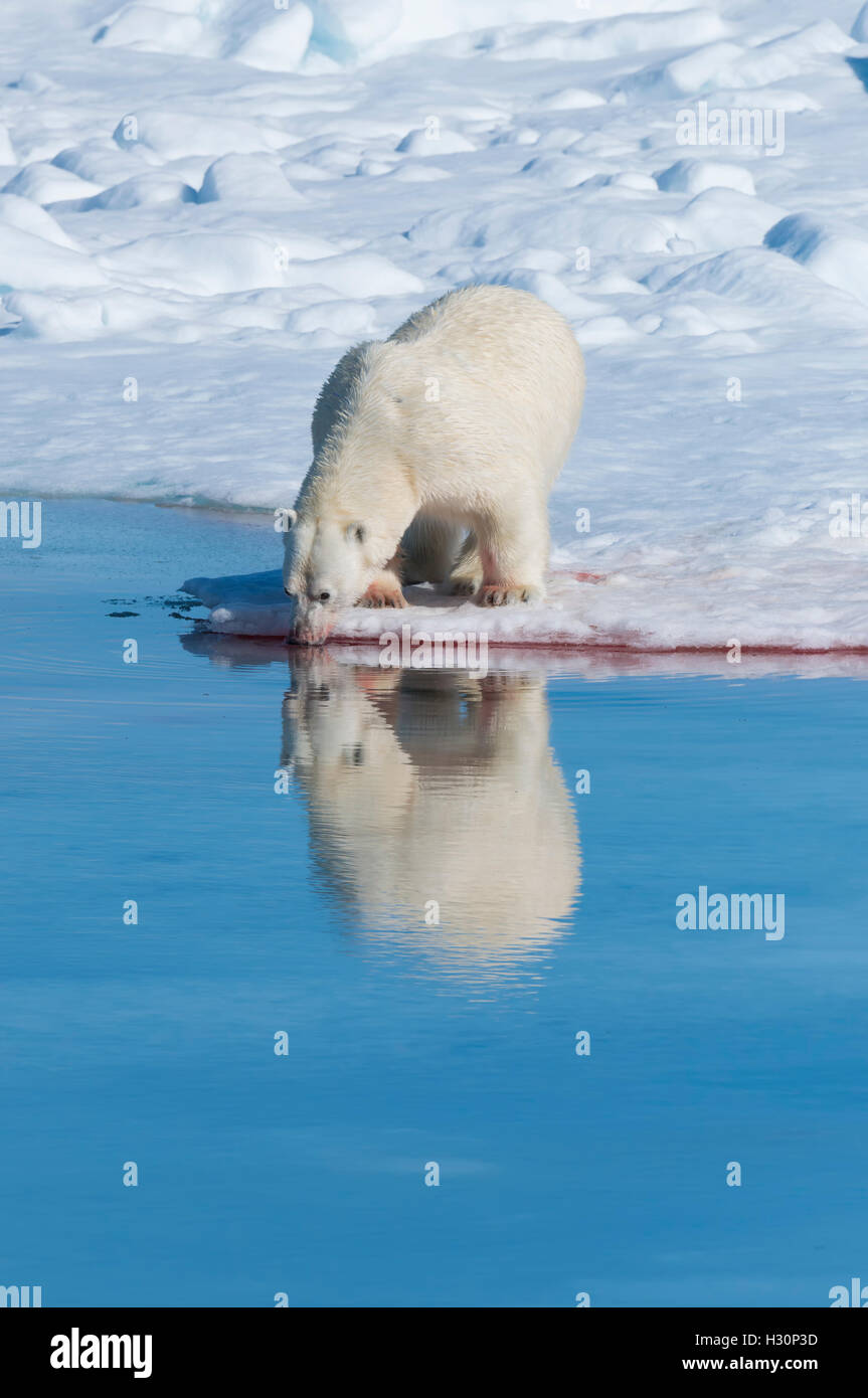 Männlichen Eisbären (Ursus Maritimus) Trinkwasser nach einem Kill auf Packeis, Spitzbergen, Island, Spitzbergen, Norwegen, Stockfoto