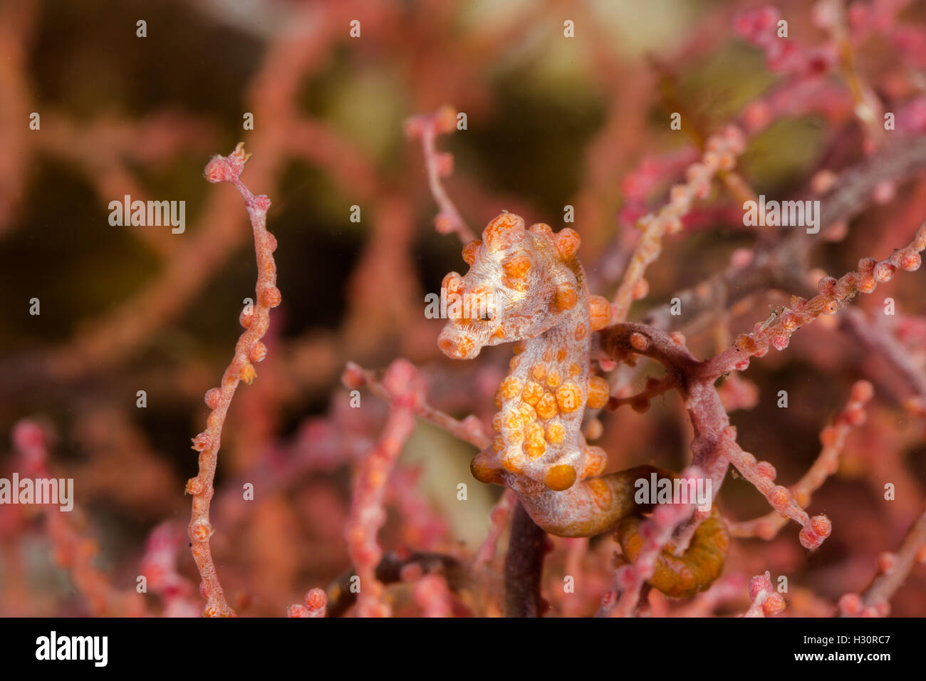 Unterwasser Bild von rosa Pygmäen-Seepferdchen in Seefächern Koralle Stockfoto