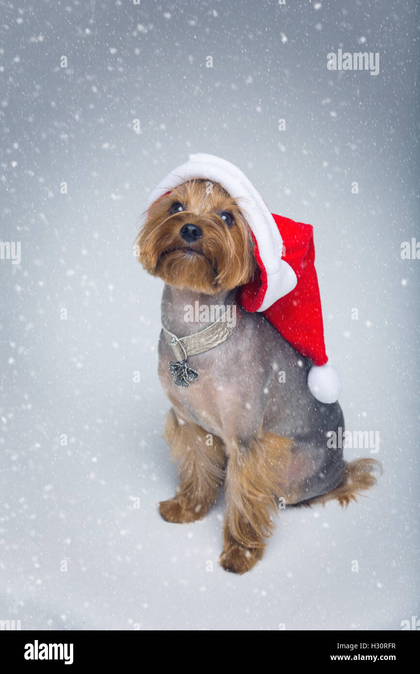 Yorkshire Terrier Hund Weihnachten GAP Stockfoto