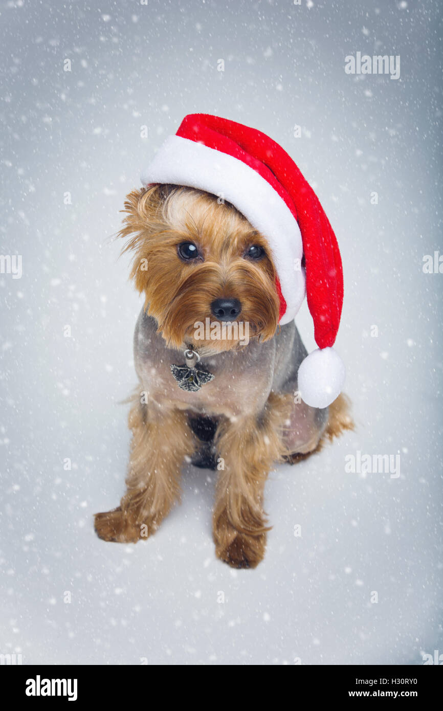 Yorkshire Terrier Hund Weihnachten GAP Stockfoto