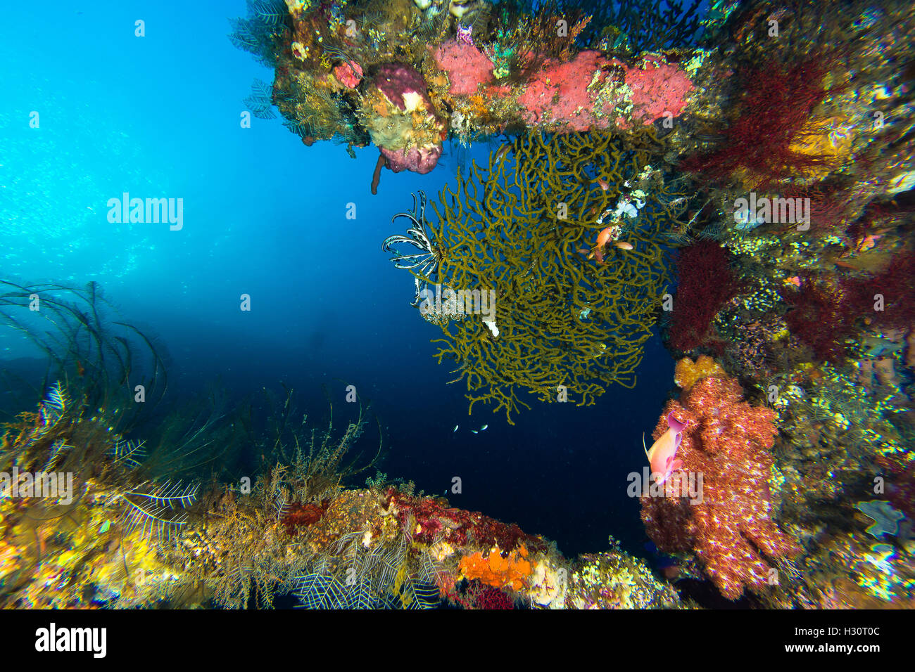 Coral Reef an USAT Liberty Wrack Stockfoto