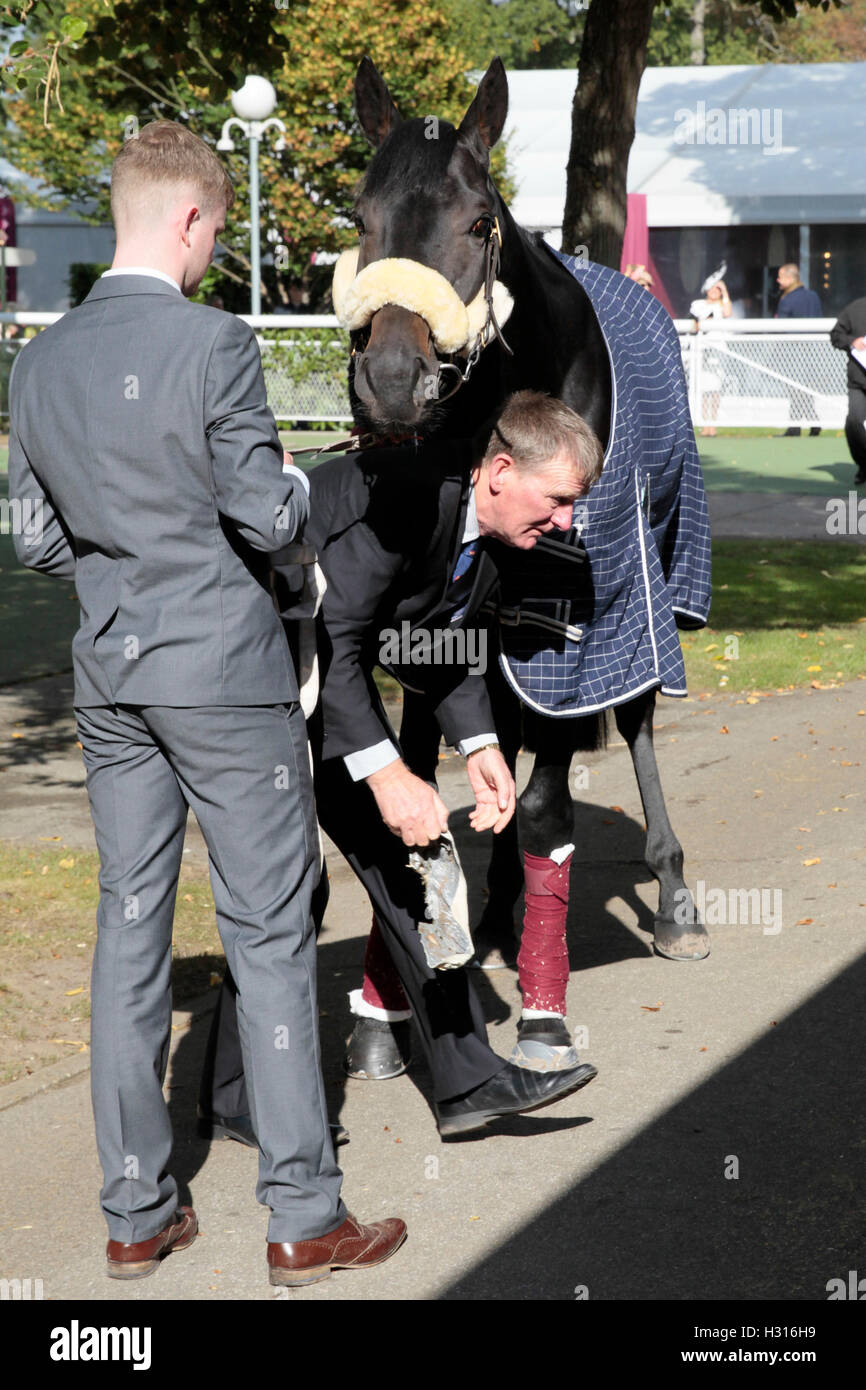 Chantilly Racecourse, Frankreich. 1. Oktober 2016. Prix de l Arc de Triomphe, race 4 auf Karte. Harzand © Aktion Plus Sport/Alamy Live-Nachrichten Stockfoto