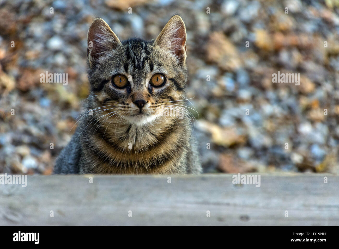 Zaghaft wilde Tabby Katze schaut in die Kamera, Angst, herbstlichen Farben Farben hinter Stockfoto