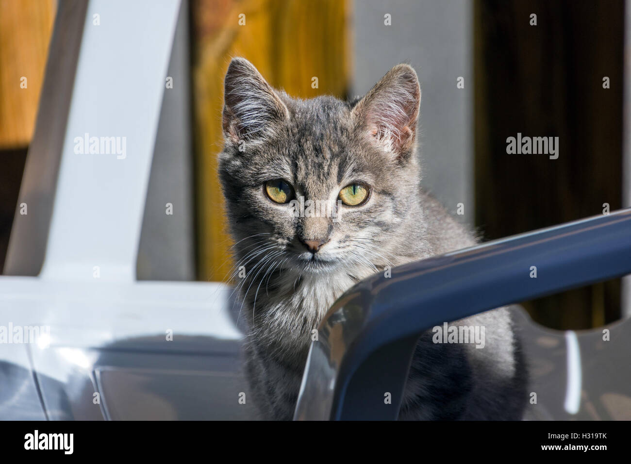 Zaghaft wilde Tabby Katze schaut in die Kamera, Angst, herbstlichen Farben Farben hinter Stockfoto