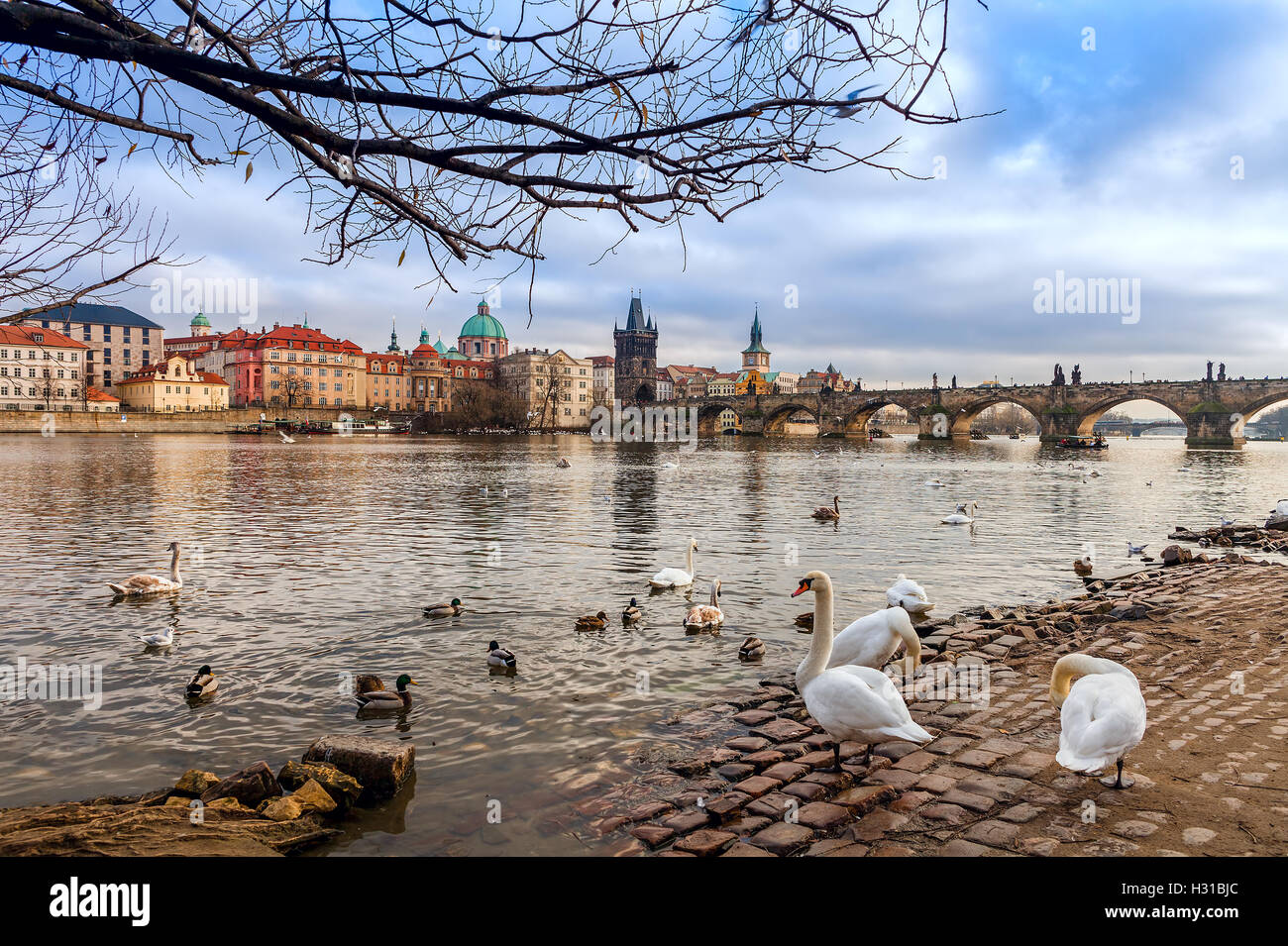 Schwäne und Enten auf Stein Ufer der Moldau als Karlsbrücke auf Hintergrund in Prag, Tschechien. Stockfoto