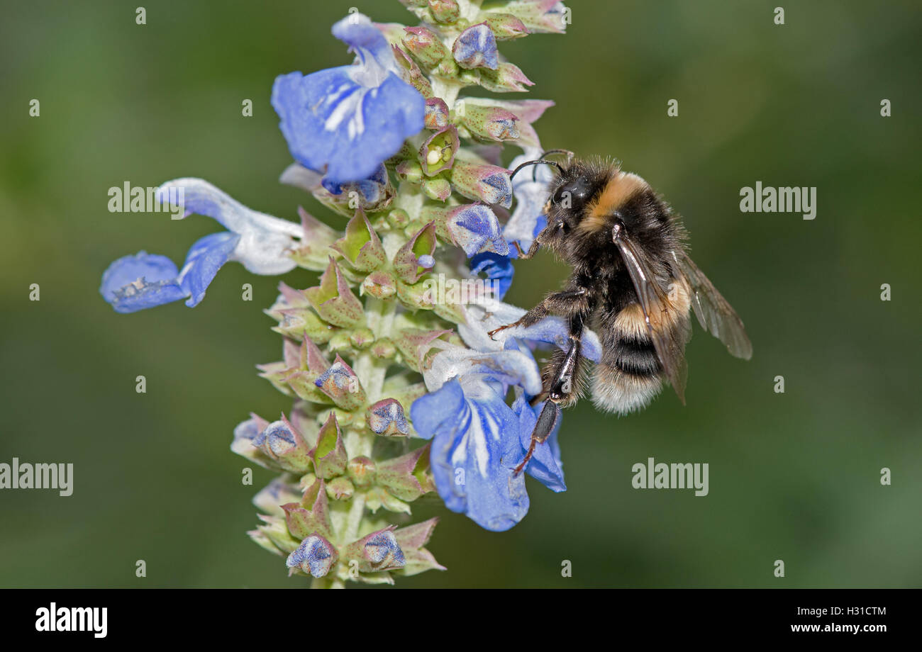 White-tailed Bumblebee Bombus Lucorum ernährt sich von Salvia. Stockfoto