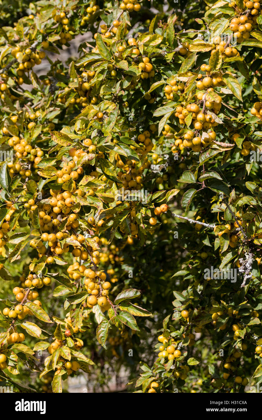 Gelbe Herbst Früchte des Baumes dekorative kleine Laub-Crab Apple, Malus 'Golden Hornet' Stockfoto