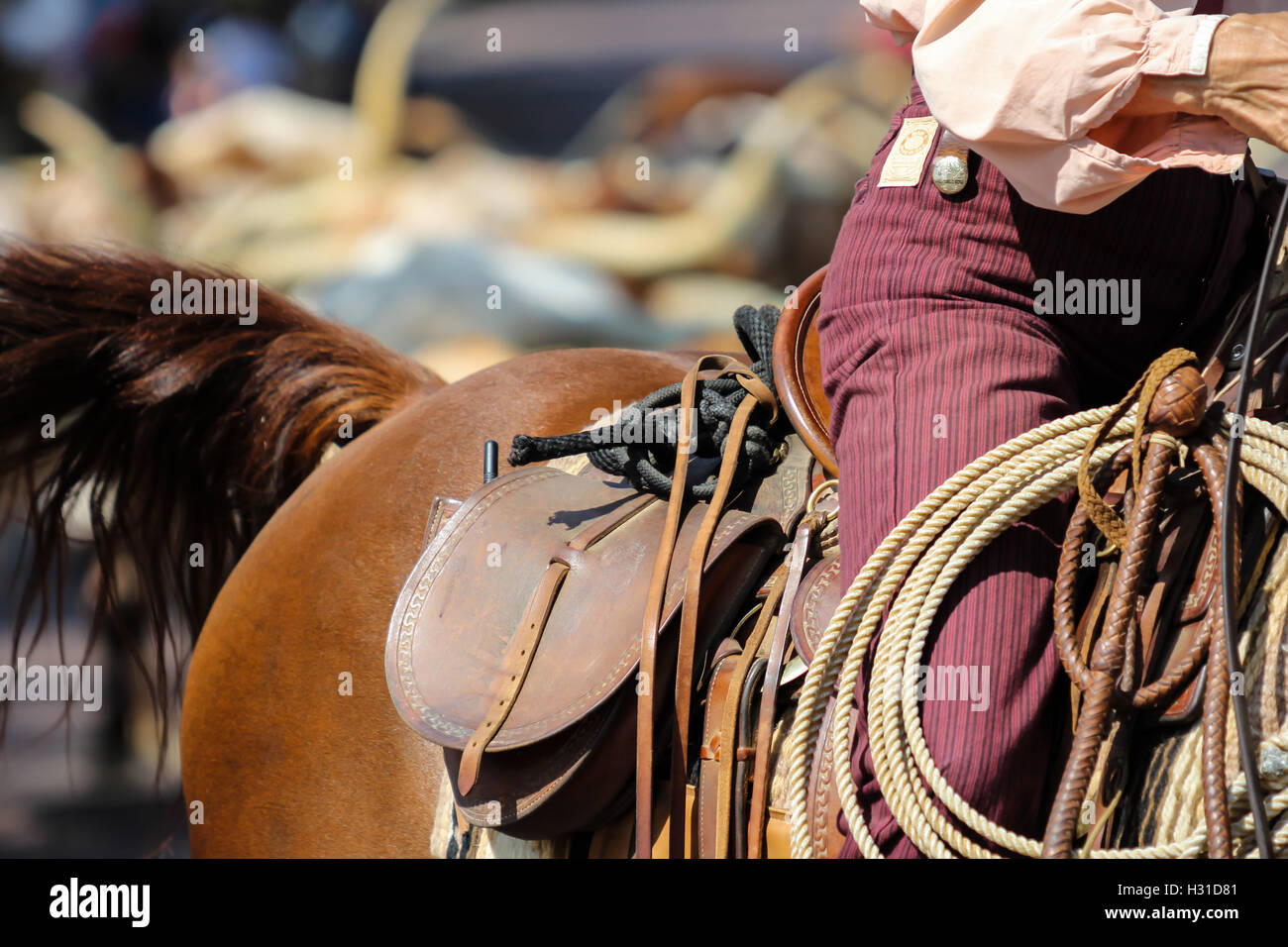 Spanische Cowboy Gaucho Reiten auf Rinder Roundup in Ft Worth, Texas Stockfoto