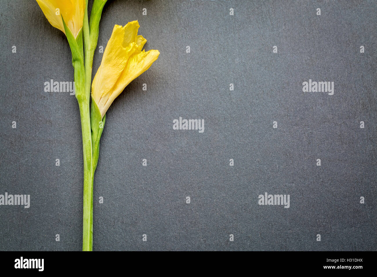 gelbe Gladiola Blume vor grauem Schiefer Stein Hintergrund mit einem Textfreiraum Stockfoto