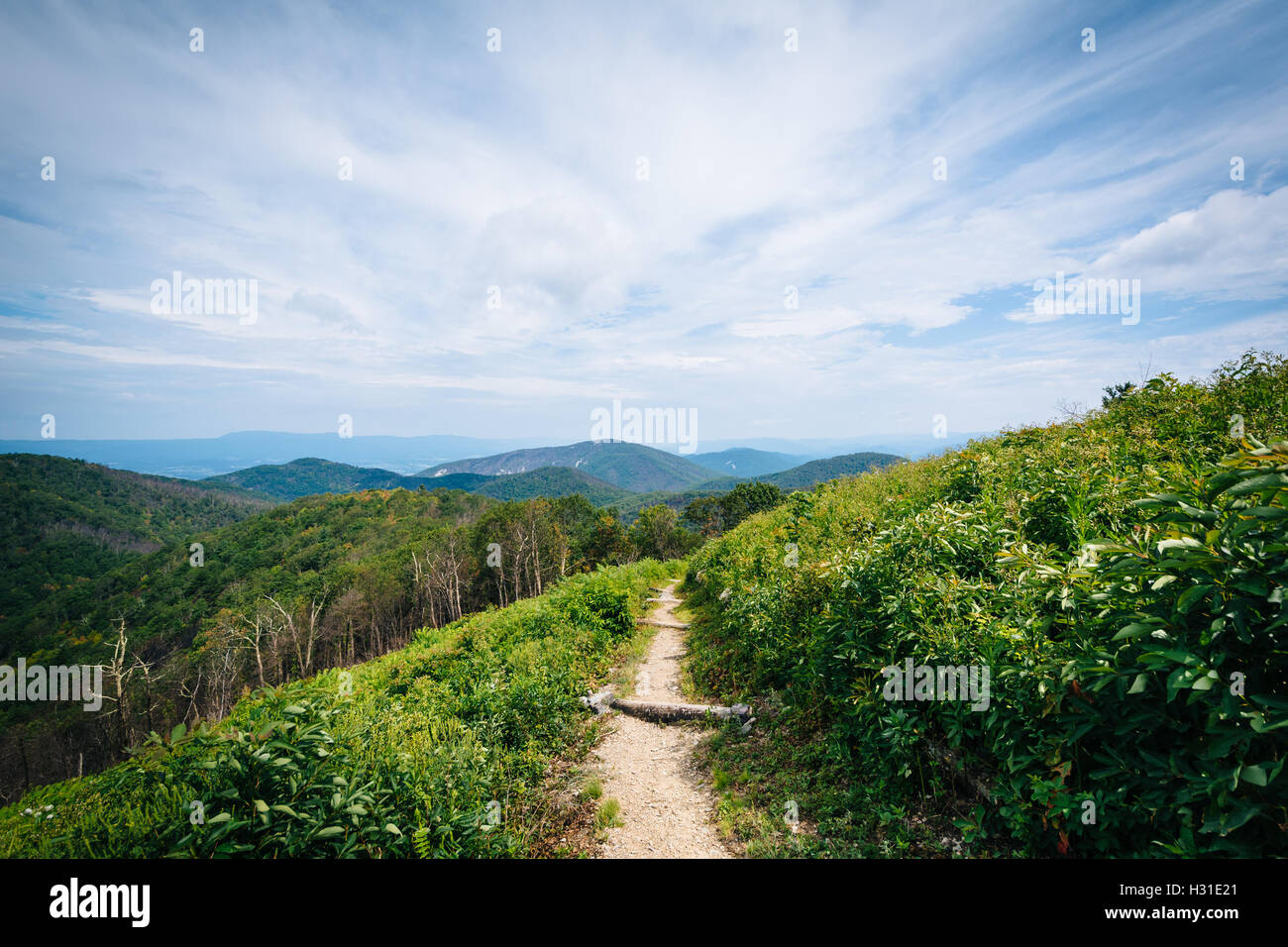 Trail und Blick auf den Blue Ridge Mountains im Shenandoah-Nationalpark, Virginia. Stockfoto