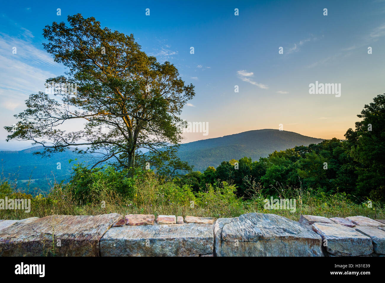 Baum und Blick auf den Blue Ridge Mountains im Shenandoah-Nationalpark, Virginia. Stockfoto