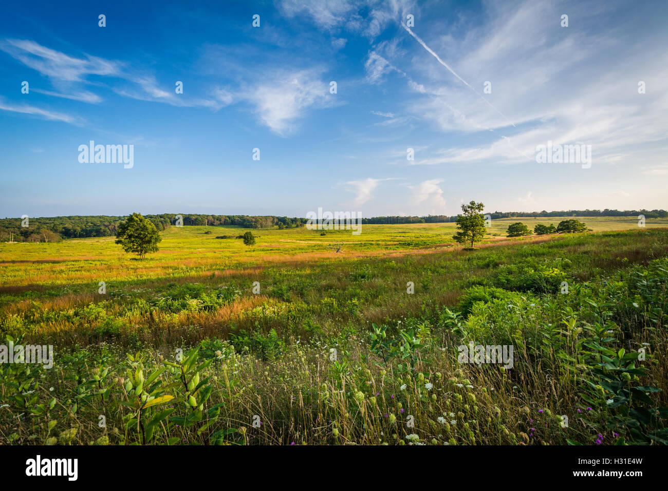 Blick auf großen Wiesen im Shenandoah-Nationalpark, Virginia. Stockfoto
