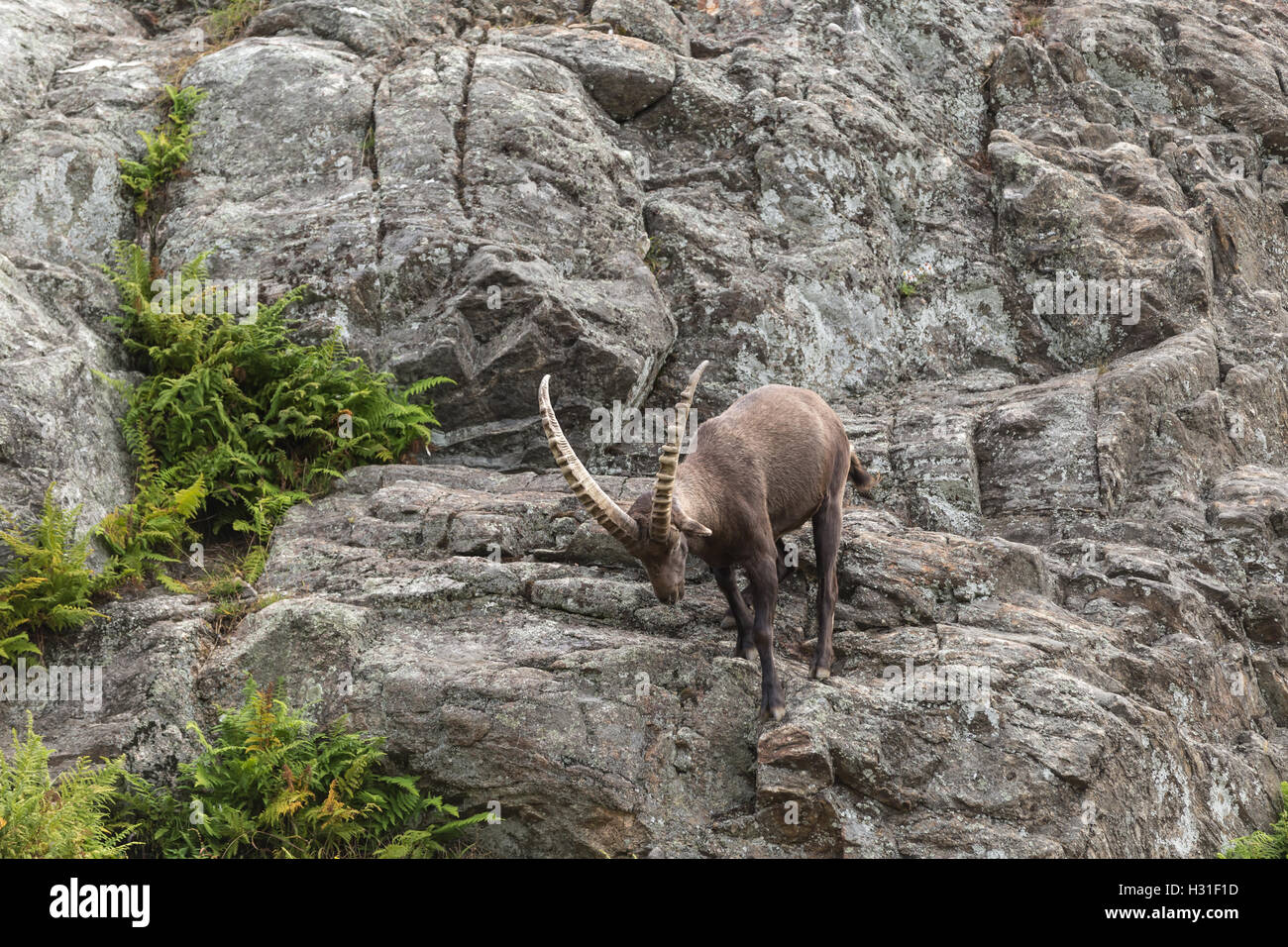 Ein Steinbock auf einer Klippe Stockfoto