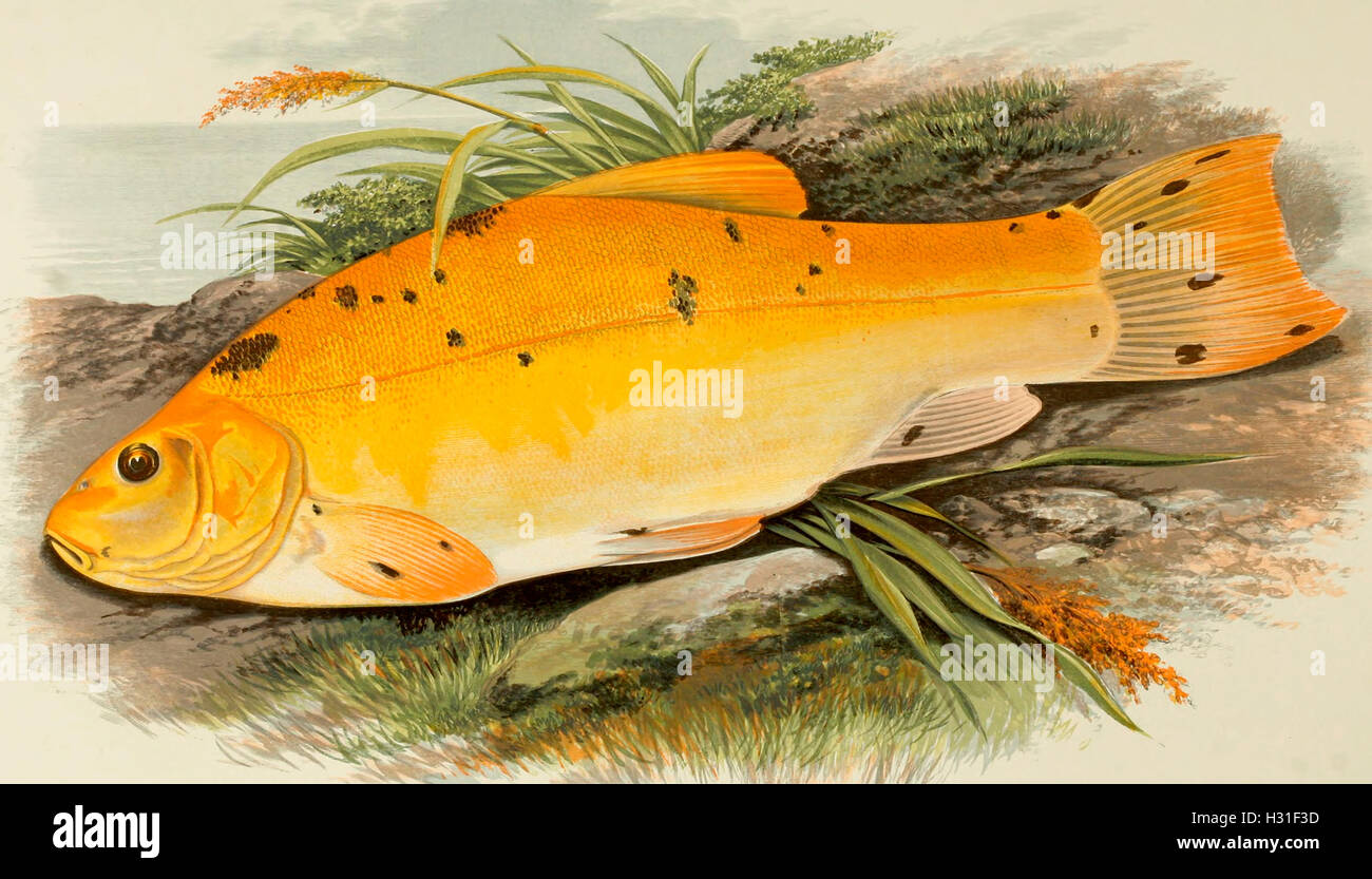 Angeln nach schleien -Fotos und -Bildmaterial in hoher Auflösung – Alamy