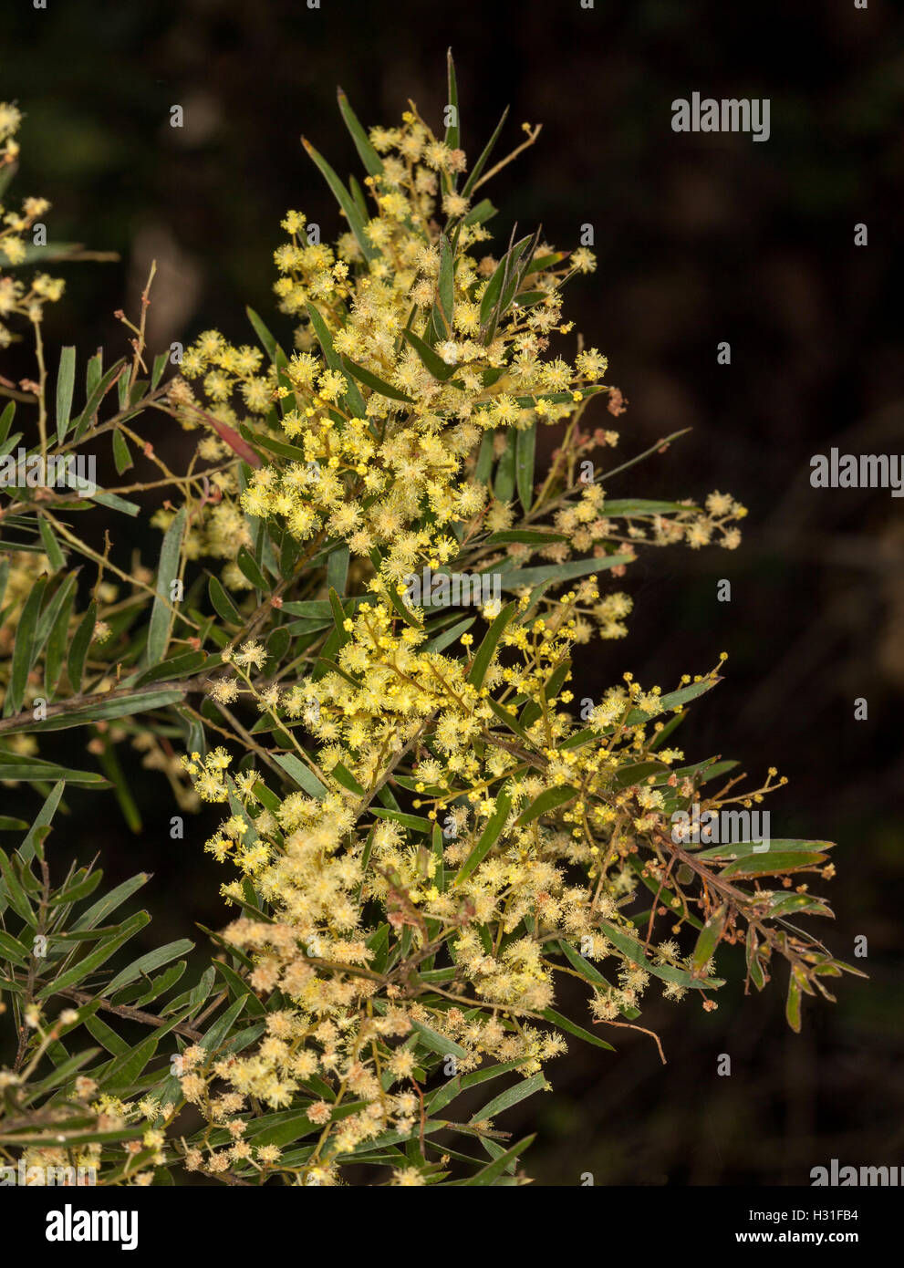 Cluster von gelben Blüten & feine grüne Blätter der Akazie Fimbriata, Brisbane Flechtwerk, australische Ureinwohner, vor einem dunklen Hintergrund Stockfoto
