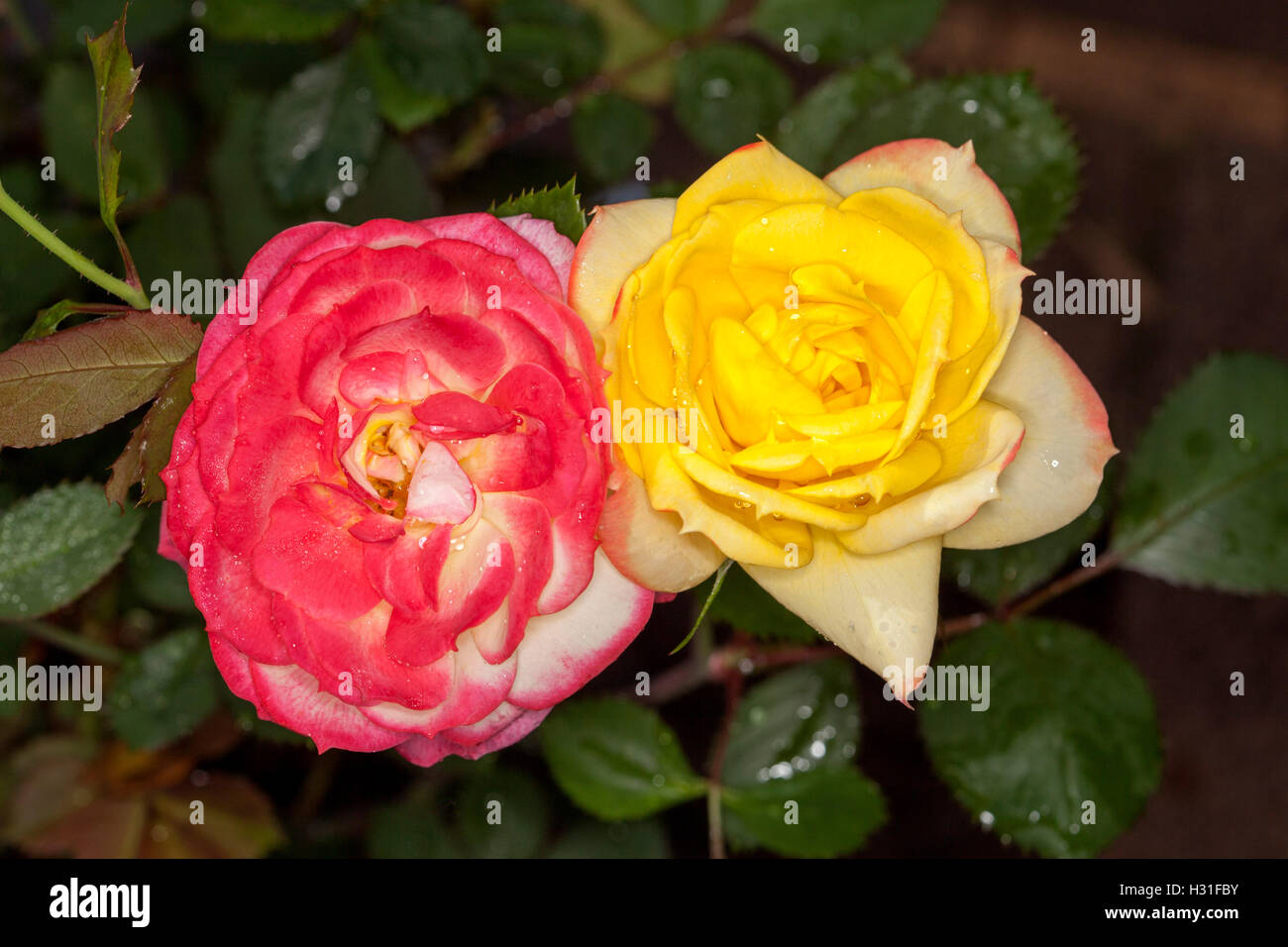 Lebhafte rote Blume neben leuchtend gelbe Blüte & dunkelgrüne Blätter von Chamäleon stieg mit Rosen in zwei verschiedenen Phasen des Wachstums Stockfoto
