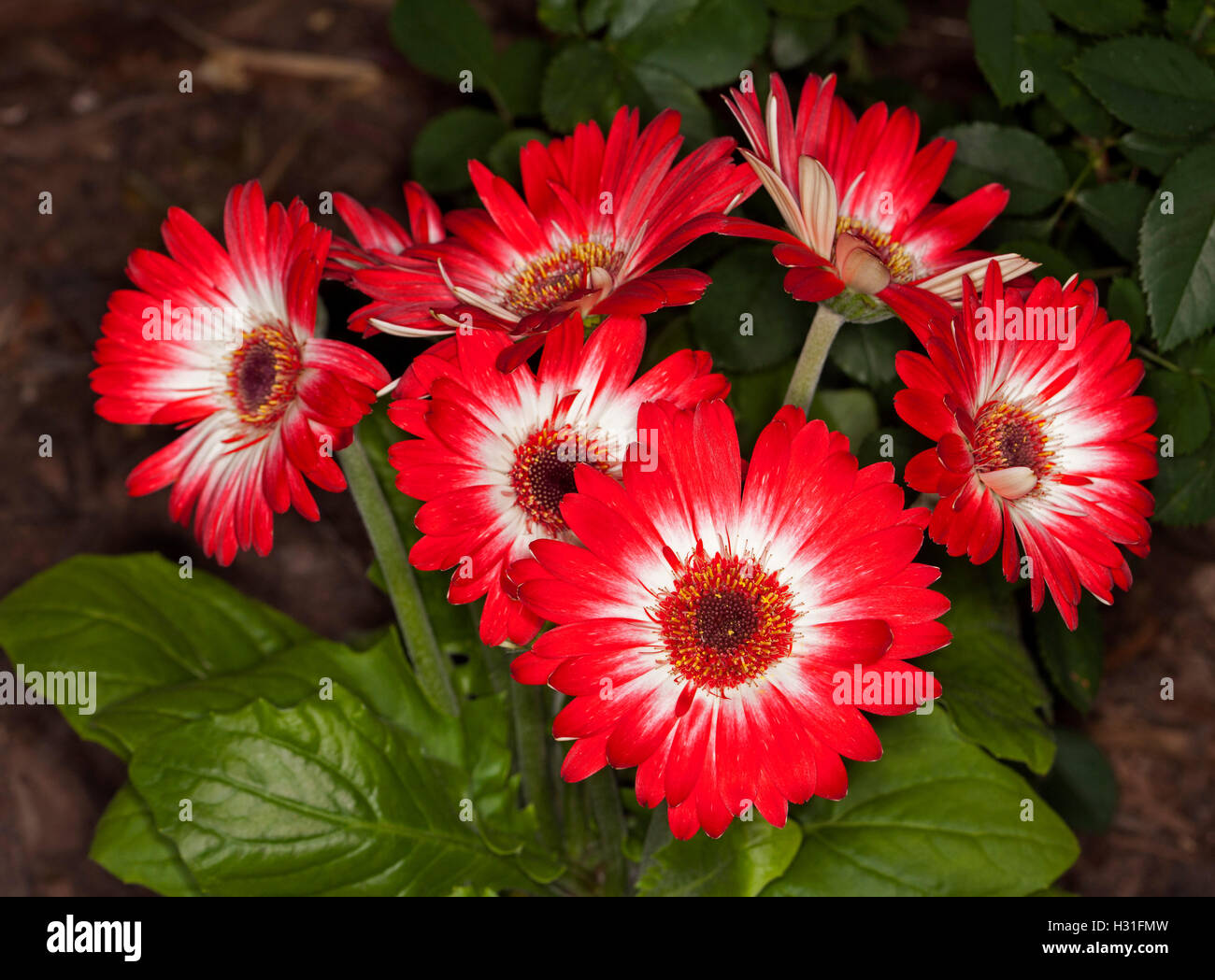 Cluster von spektakulären Blumen Gerbera Jamesonii mit lebhaften roten Blüten, kontrastierenden weißen Zentren und dunkelgrüne Blätter Stockfoto